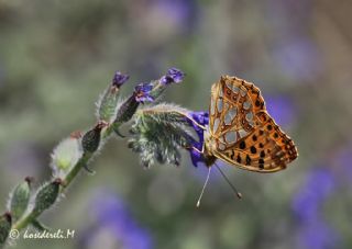 spanyol Kraliesi (Issoria lathonia)