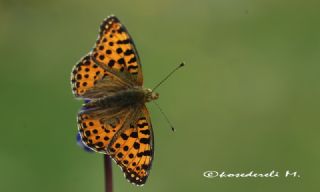 spanyol Kraliesi (Issoria lathonia)