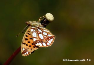 spanyol Kraliesi (Issoria lathonia)