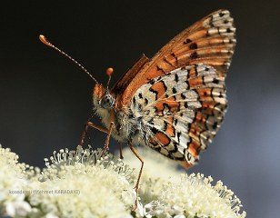 parhan (Melitaea cinxia)