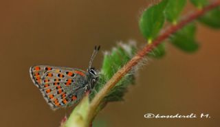 Akbes Gelincii (Tomares nesimachus)