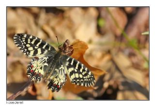 Gney Fistosu (Zerynthia polyxena)