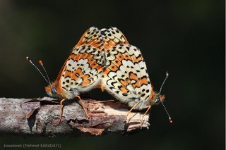 parhan (Melitaea cinxia)