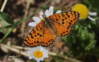 Benekli parhan (Melitaea didyma)