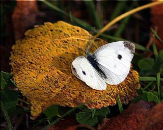 K���k Beyazmelek&nbsp;(Pieris&nbsp;rapae)
