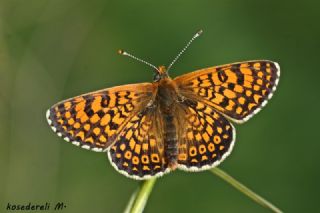 parhan (Melitaea cinxia)