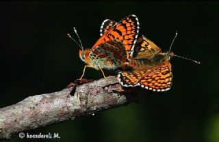 parhan (Melitaea cinxia)