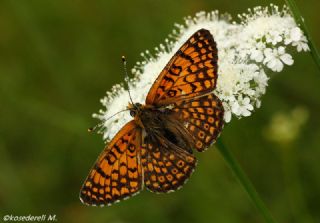 parhan (Melitaea cinxia)