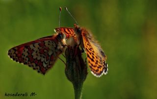 parhan (Melitaea cinxia)