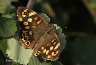 Karanlk Orman Esmeri (Pararge aegeria)