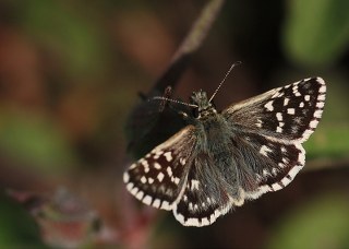 Ege Zpzp (Pyrgus melotis)