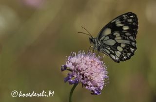Orman Melikesi (Melanargia galathea)