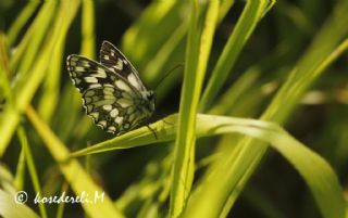 Orman Melikesi (Melanargia galathea)