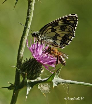 Orman Melikesi (Melanargia galathea)