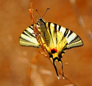 Erik Krlangkuyruk (Iphiclides podalirius)