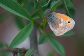 Kk Zpzp Perisi (Coenonympha pamphilus)