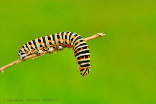 Krlangkuyruk (Papilio machaon)