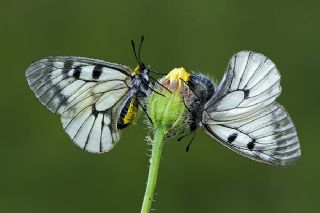 Dumanl Apollo (Parnassius mnemosyne)
