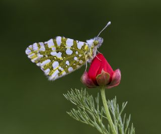 Da Oykls (Euchloe ausonia)