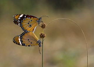 Sultan (Danaus chrysippus)