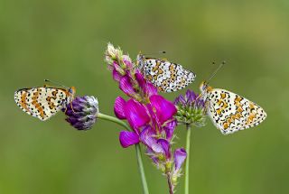 Cezayirli parhan (Melitaea ornata)