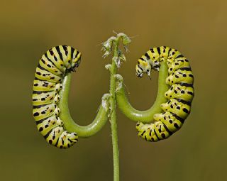 Krlangkuyruk (Papilio machaon)