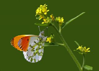 Turuncu Ssl (Anthocharis cardamines)