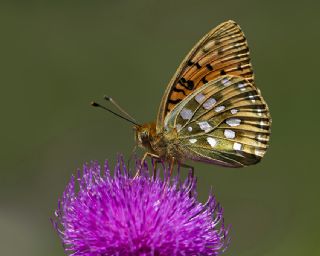 Gzel nci (Argynnis aglaja)