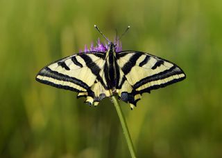 Kaplan Krlangkuyruk (Papilio alexanor)