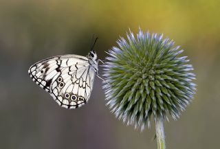 Akdeniz Melikesi (Melanargia titea)