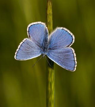 okgzl Gk Mavisi (Polyommatus bellargus)