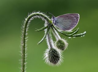Karagz Mavisi (Glaucopsyche alexis)