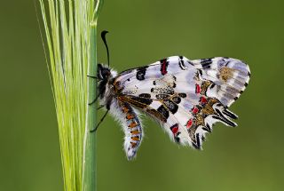 Orman Fistosu (Allancastria  cerisyi)