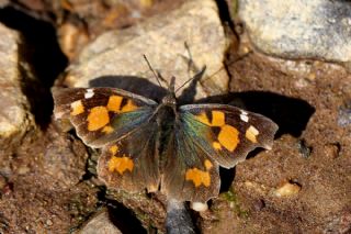 itlembik Kelebei (Libythea celtis)