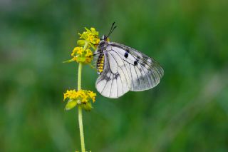 Dumanl Apollo (Parnassius mnemosyne)