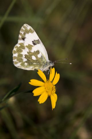 Yeni Beneklimelek (Pontia edusa)