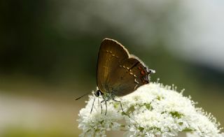 Byk Sevbeni (Satyrium ilicis)