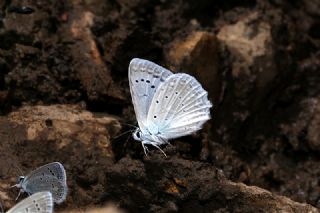 okgzl Dafnis (Polyommatus daphnis)