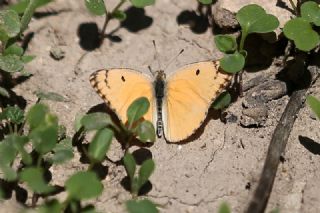 Mezopotamya Kolotisi (Colotis fausta)