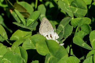 Karsandra (Zizeeria karsandra)