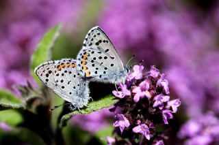 Himalaya Mavisi (Pseudophilotes vicrama)