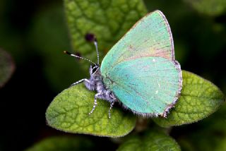 Gzel Nazuum (Euphydryas orientalis)