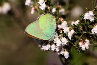 Zmrt (Callophrys rubi)