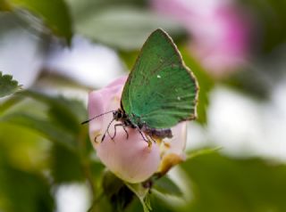 Nahvan Zmrt (Callophrys danchenkoi)