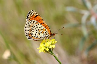 Trkistan parhan (Melitaea arduinna)