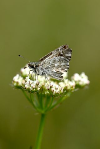 ark Zpzp (Carcharodus orientalis)