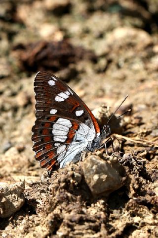 Akdeniz Hanmeli Kelebei (Limenitis reducta)