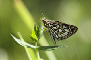 Beyaz Benekli Zpzp (Heteropterus morpheus)