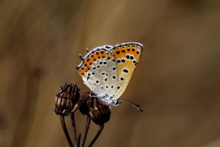 Kk Ate Gzeli (Lycaena thersamon)