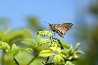 Nostrodamus (Gegenes nostrodamus )